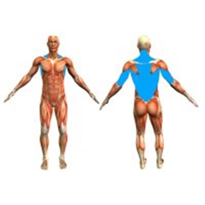 Musculation remodelage coach dos triceps trapèzes