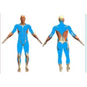 Musculation remodelage corporel body coach amincissement